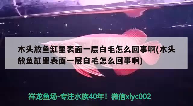 木頭放魚缸里表面一層白毛怎么回事啊(木頭放魚缸里表面一層白毛怎么回事啊) 孵化器