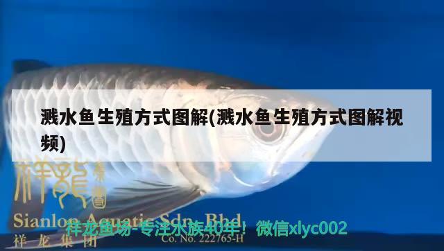 濺水魚(yú)生殖方式圖解(濺水魚(yú)生殖方式圖解視頻)