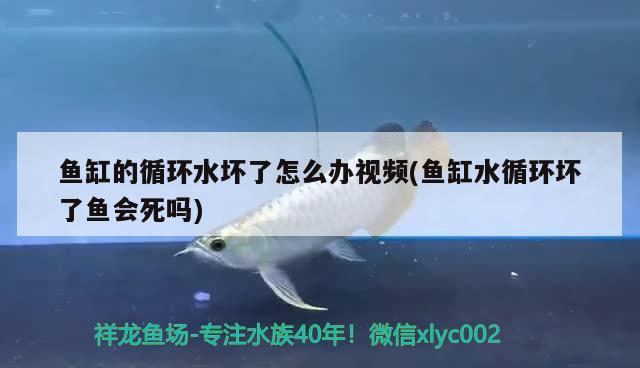 魚缸的循環(huán)水壞了怎么辦視頻(魚缸水循環(huán)壞了魚會死嗎) 黃鰭鯧魚