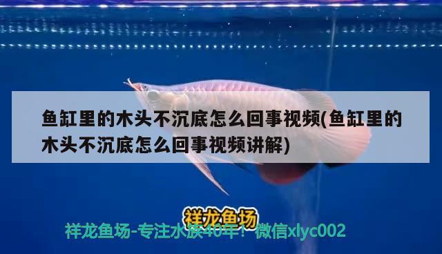 魚缸里的木頭不沉底怎么回事視頻(魚缸里的木頭不沉底怎么回事視頻講解) 丹頂錦鯉魚