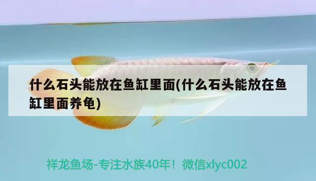 什么石頭能放在魚(yú)缸里面(什么石頭能放在魚(yú)缸里面養(yǎng)龜)