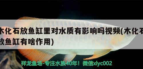 木化石放魚缸里對水質(zhì)有影響嗎視頻(木化石放魚缸有啥作用) 廣州觀賞魚批發(fā)市場