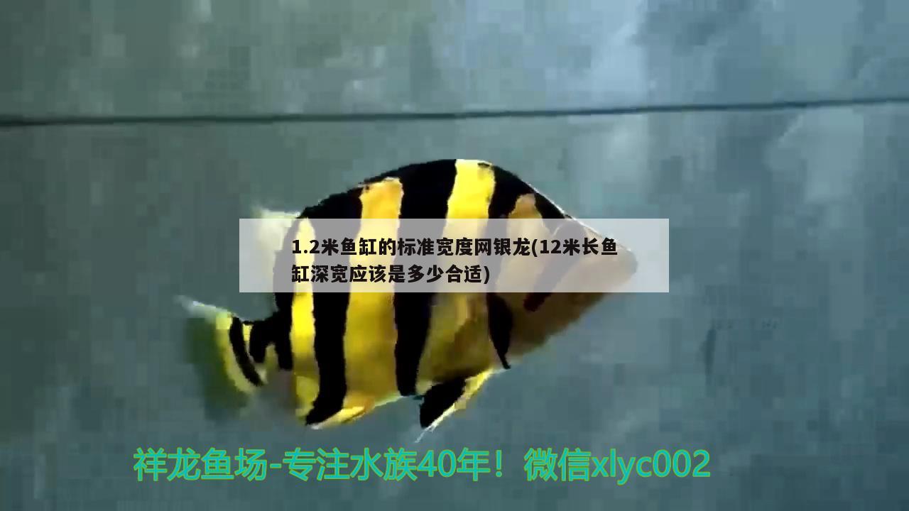 1.2米魚缸的標(biāo)準(zhǔn)寬度網(wǎng)銀龍(12米長魚缸深寬應(yīng)該是多少合適) 紅白錦鯉魚