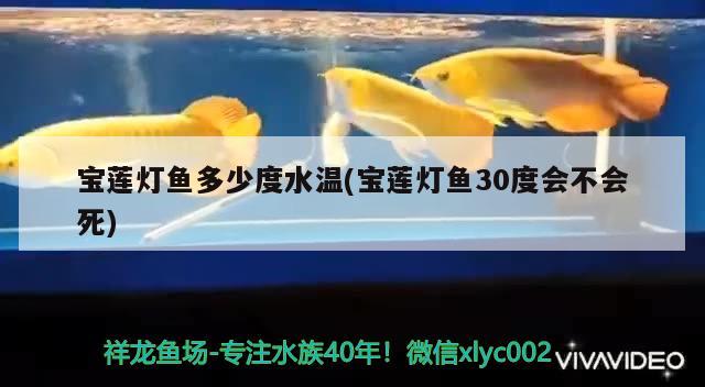 寶蓮燈魚多少度水溫(寶蓮燈魚30度會不會死) 觀賞魚