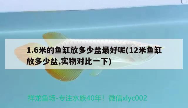 1.6米的魚缸放多少鹽最好呢(12米魚缸放多少鹽,實(shí)物對(duì)比一下) 和尚魚