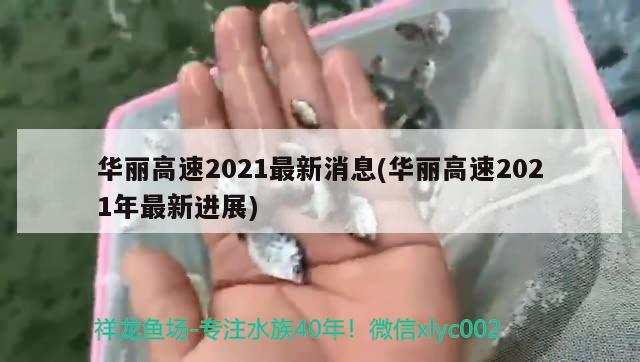 華麗高速2021最新消息(華麗高速2021年最新進展) 觀賞魚