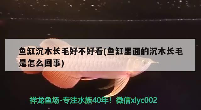 魚缸沉木長毛好不好看(魚缸里面的沉木長毛是怎么回事) 古典過背金龍魚