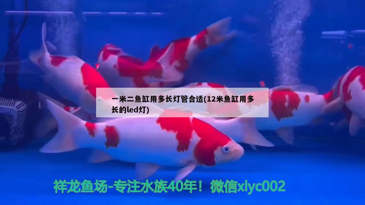 一米二魚缸用多長燈管合適(12米魚缸用多長的led燈)