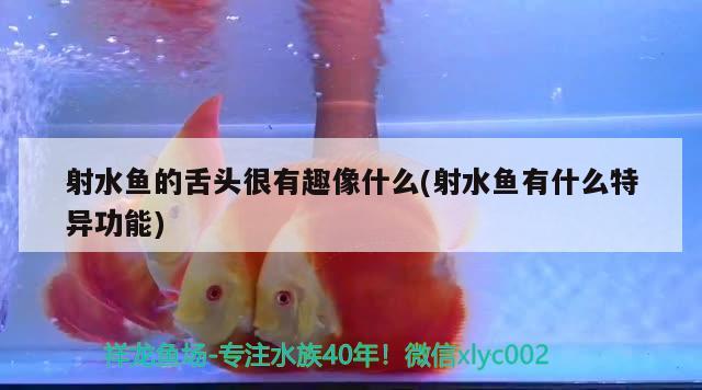 射水魚的舌頭很有趣像什么(射水魚有什么特異功能) 觀賞魚