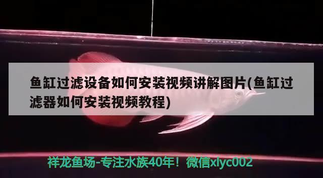 魚缸過濾設(shè)備如何安裝視頻講解圖片(魚缸過濾器如何安裝視頻教程)