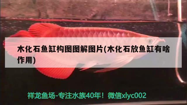 木化石魚缸構圖圖解圖片(木化石放魚缸有啥作用) 女王大帆魚苗