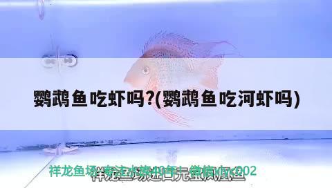 鸚鵡魚吃蝦嗎?(鸚鵡魚吃河蝦嗎)