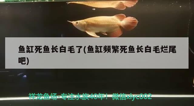 魚(yú)缸死魚(yú)長(zhǎng)白毛了(魚(yú)缸頻繁死魚(yú)長(zhǎng)白毛爛尾吧)