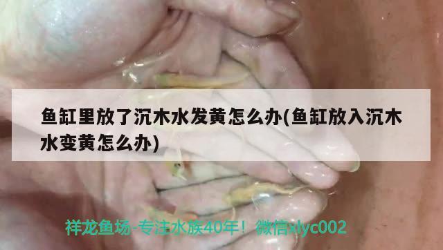 魚缸里放了沉木水發(fā)黃怎么辦(魚缸放入沉木水變黃怎么辦)