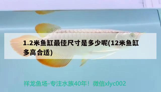 1.2米魚缸最佳尺寸是多少呢(12米魚缸多高合適)