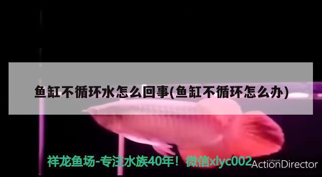 魚缸不循環(huán)水怎么回事(魚缸不循環(huán)怎么辦) 2025第29屆中國(guó)國(guó)際寵物水族展覽會(huì)CIPS（長(zhǎng)城寵物展2025 CIPS）