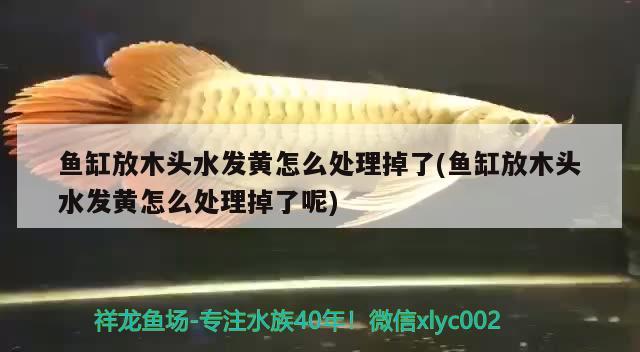 魚缸放木頭水發(fā)黃怎么處理掉了(魚缸放木頭水發(fā)黃怎么處理掉了呢) 金老虎魚 第2張