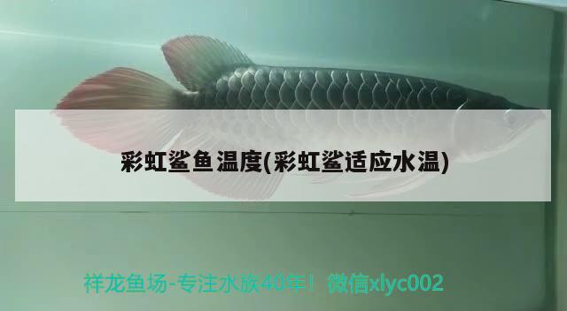 彩虹鯊魚(yú)溫度(彩虹鯊適應(yīng)水溫) 觀賞魚(yú) 第1張