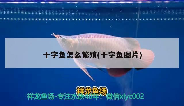 十字魚怎么繁殖(十字魚圖片) 觀賞魚