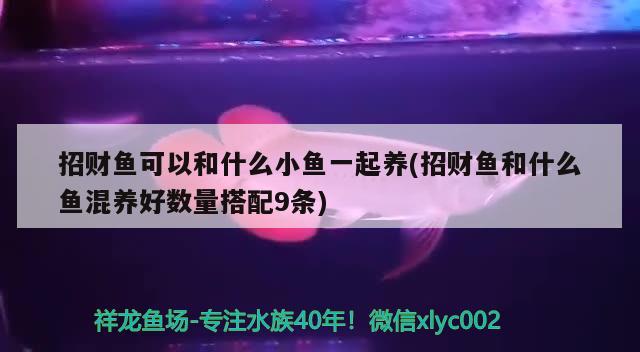 招財(cái)魚(yú)可以和什么小魚(yú)一起養(yǎng)(招財(cái)魚(yú)和什么魚(yú)混養(yǎng)好數(shù)量搭配9條) 觀賞魚(yú)