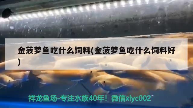 金菠蘿魚(yú)吃什么飼料(金菠蘿魚(yú)吃什么飼料好) 觀賞魚(yú)