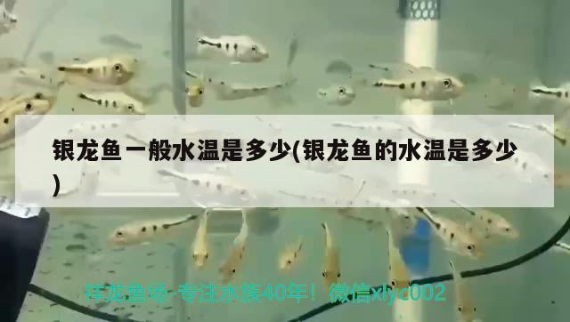 銀龍魚(yú)一般水溫是多少(銀龍魚(yú)的水溫是多少) 銀龍魚(yú)