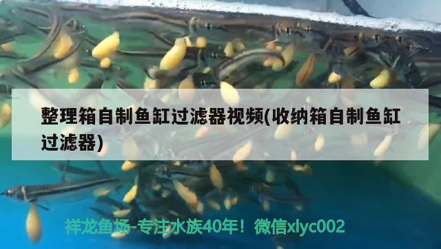 整理箱自制魚缸過濾器視頻(收納箱自制魚缸過濾器) 生態(tài)瓶/創(chuàng)意缸/桌面微景缸