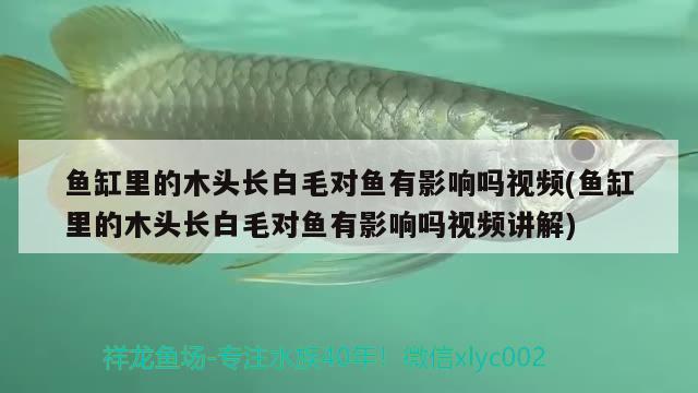 魚缸里的木頭長白毛對魚有影響嗎視頻(魚缸里的木頭長白毛對魚有影響嗎視頻講解)