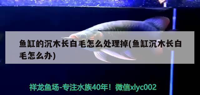 魚缸的沉木長白毛怎么處理掉(魚缸沉木長白毛怎么辦)