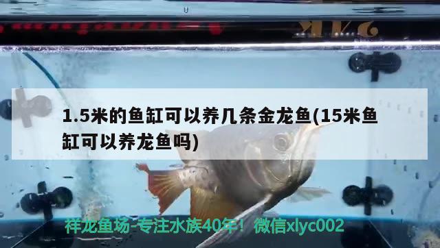 1.5米的魚缸可以養(yǎng)幾條金龍魚(15米魚缸可以養(yǎng)龍魚嗎)