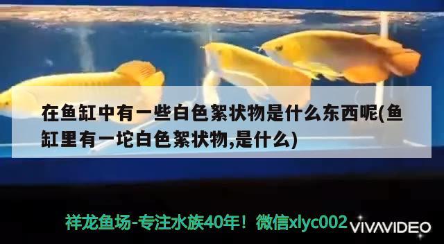 在魚缸中有一些白色絮狀物是什么東西呢(魚缸里有一坨白色絮狀物,是什么)