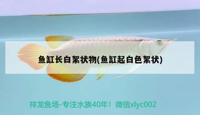 魚缸長白絮狀物(魚缸起白色絮狀) 黑桃A魚苗