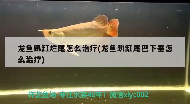 龍魚趴缸爛尾怎么治療(龍魚趴缸尾巴下垂怎么治療)