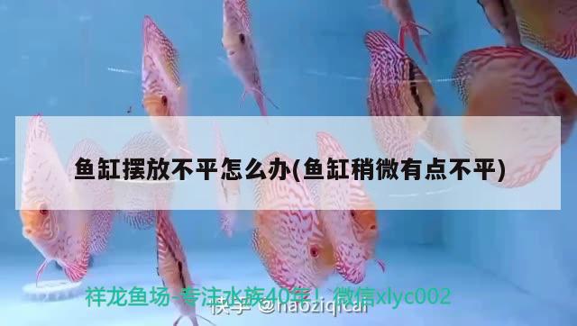 魚(yú)缸擺放不平怎么辦(魚(yú)缸稍微有點(diǎn)不平) 九鼎魚(yú)缸