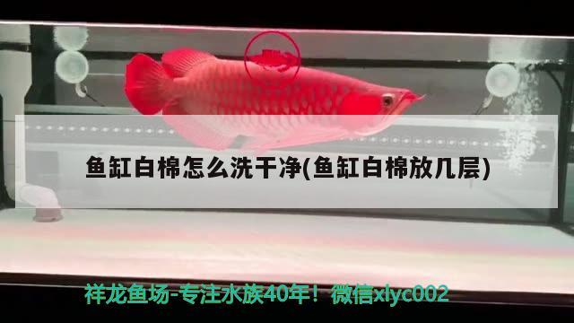 魚缸白棉怎么洗干凈(魚缸白棉放幾層)