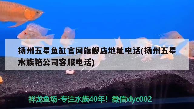 揚(yáng)州五星魚缸官網(wǎng)旗艦店地址電話(揚(yáng)州五星水族箱公司客服電話) 魚缸/水族箱