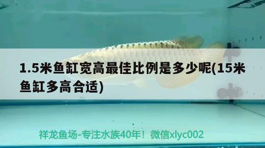 1.5米魚缸寬高最佳比例是多少呢(15米魚缸多高合適)