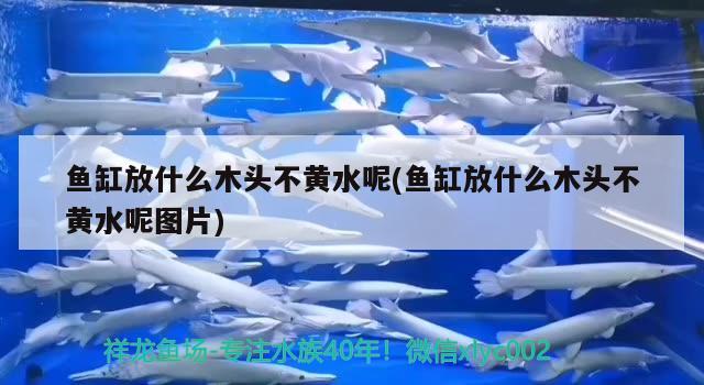 魚缸放什么木頭不黃水呢(魚缸放什么木頭不黃水呢圖片)