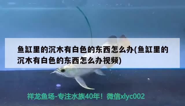 魚(yú)缸里的沉木有白色的東西怎么辦(魚(yú)缸里的沉木有白色的東西怎么辦視頻)