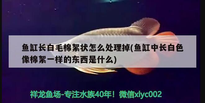 魚缸長白毛棉絮狀怎么處理掉(魚缸中長白色像棉絮一樣的東西是什么)