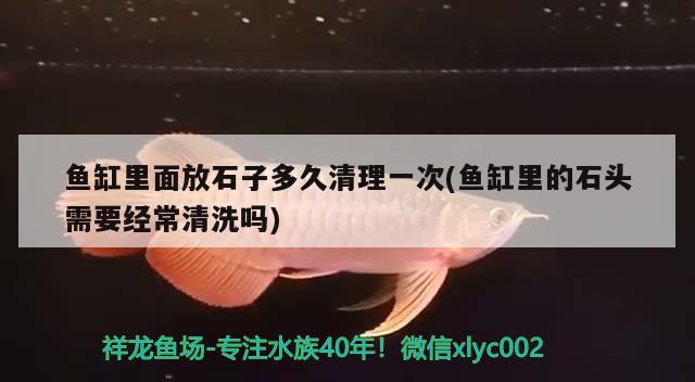 魚缸里面放石子多久清理一次(魚缸里的石頭需要經(jīng)常清洗嗎) 雪龍魚