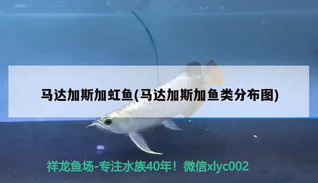 馬達加斯加虹魚(馬達加斯加魚類分布圖) 觀賞魚