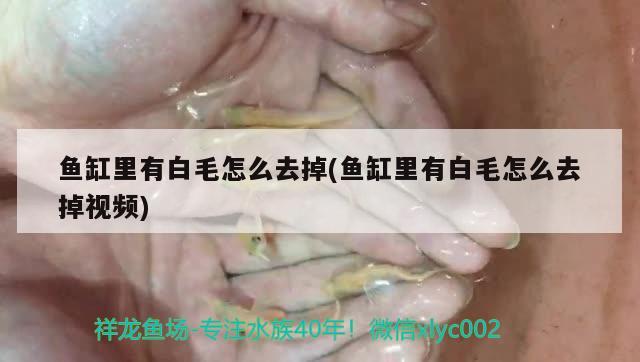 魚缸里有白毛怎么去掉(魚缸里有白毛怎么去掉視頻)