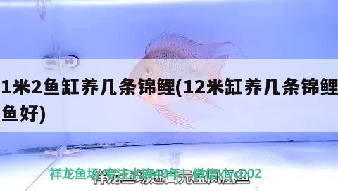 1米2魚缸養(yǎng)幾條錦鯉(12米缸養(yǎng)幾條錦鯉魚好)