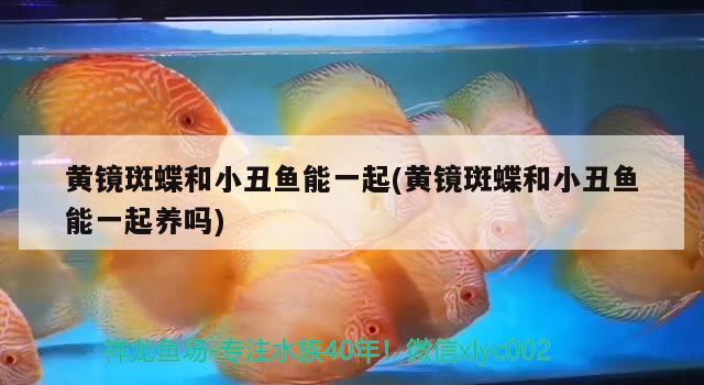 黃鏡斑蝶和小丑魚能一起(黃鏡斑蝶和小丑魚能一起養(yǎng)嗎)