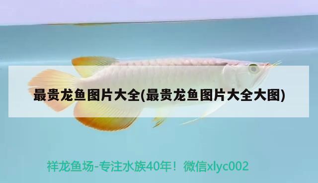 最貴龍魚圖片大全(最貴龍魚圖片大全大圖) 觀賞魚