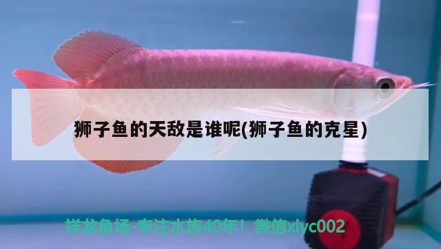 獅子魚的天敵是誰呢(獅子魚的克星)