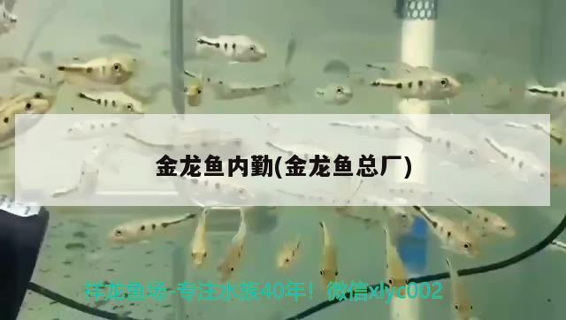 金龍魚內(nèi)勤(金龍魚總廠)