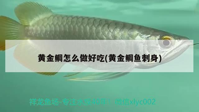 黃金鯛怎么做好吃(黃金鯛魚刺身) 觀賞魚