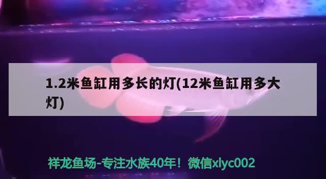 1.2米魚缸用多長的燈(12米魚缸用多大燈) 刀魚魚